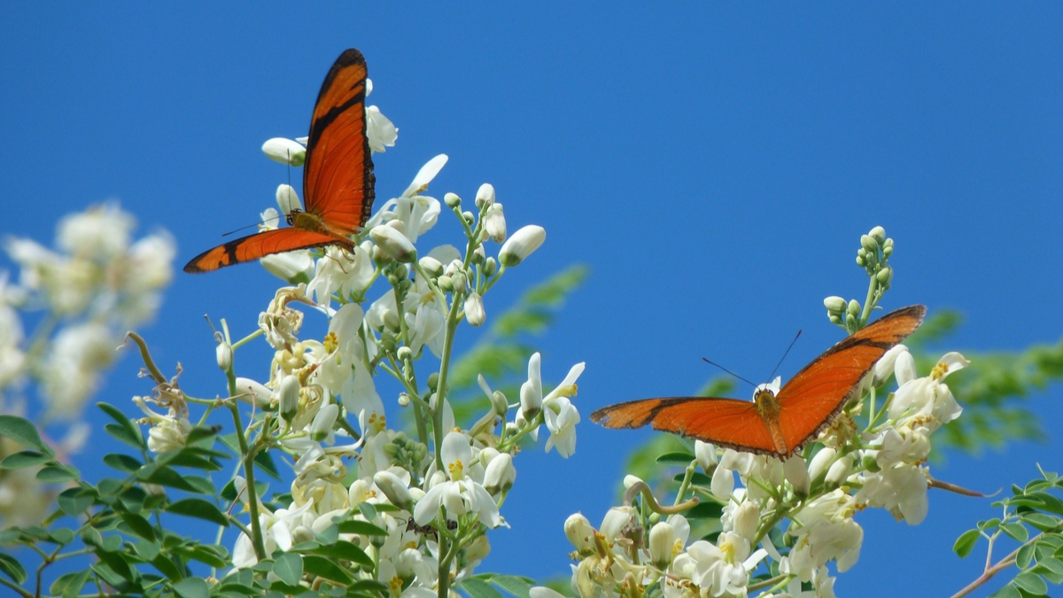 aforismi di Gibran sulla primavera